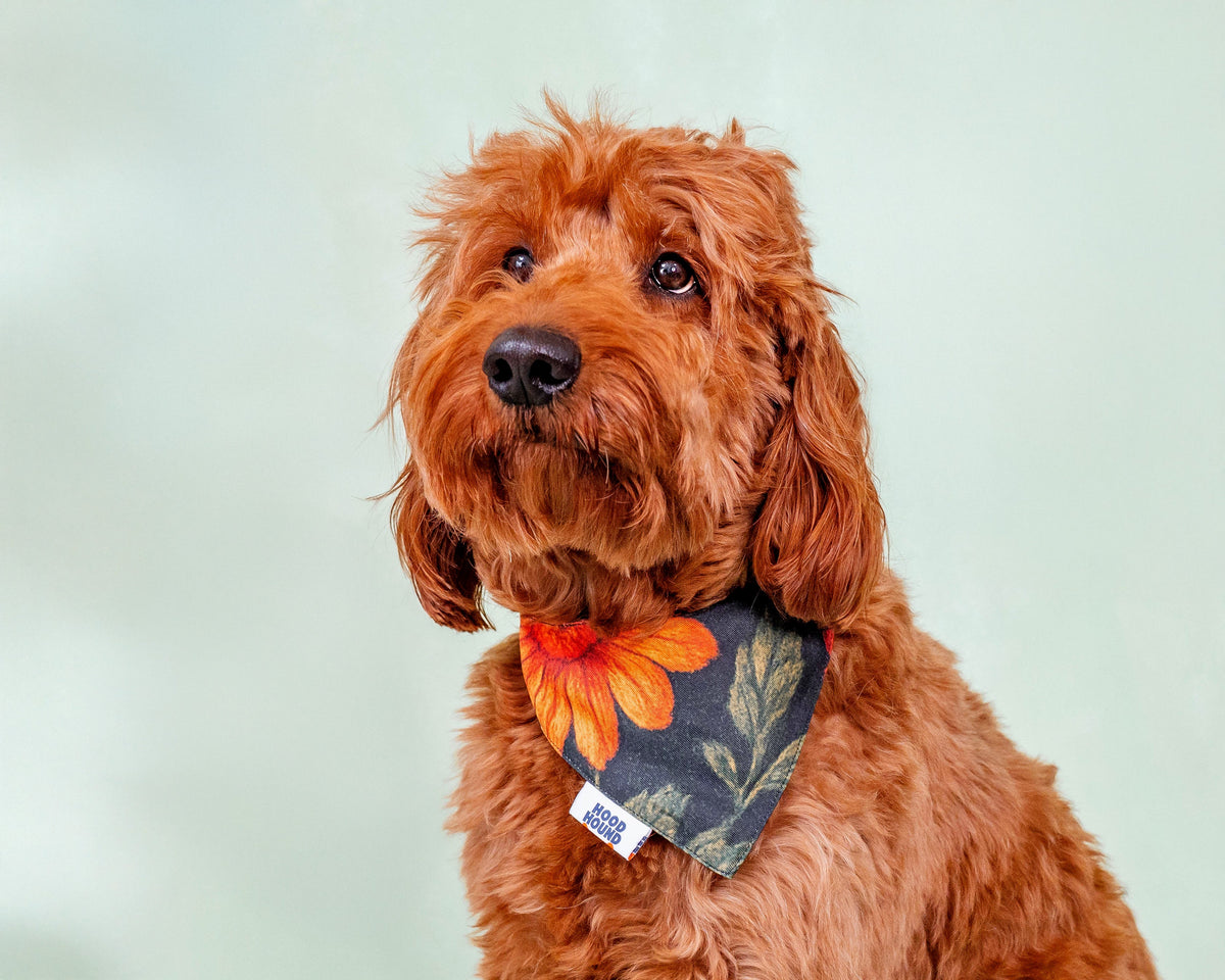 Hood Hound Bandanas