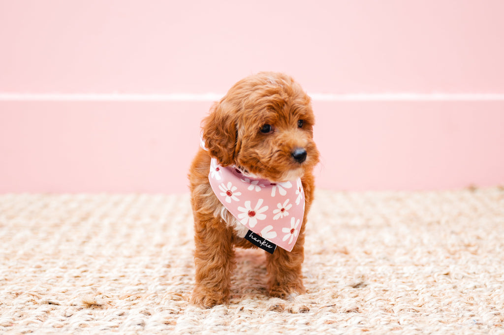 Veronica Vaughn Dog Bandana – Hankie Series