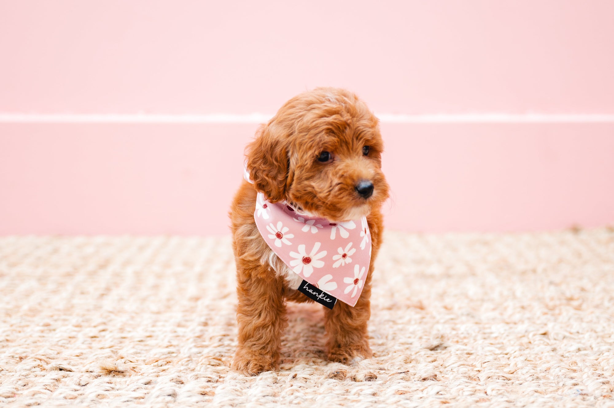 Veronica Vaughn Dog Bandana – Hankie Series