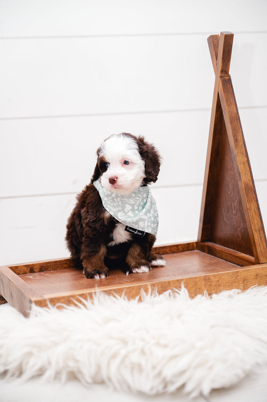 Dad’s Tie Dog Bandana – Hankie Series