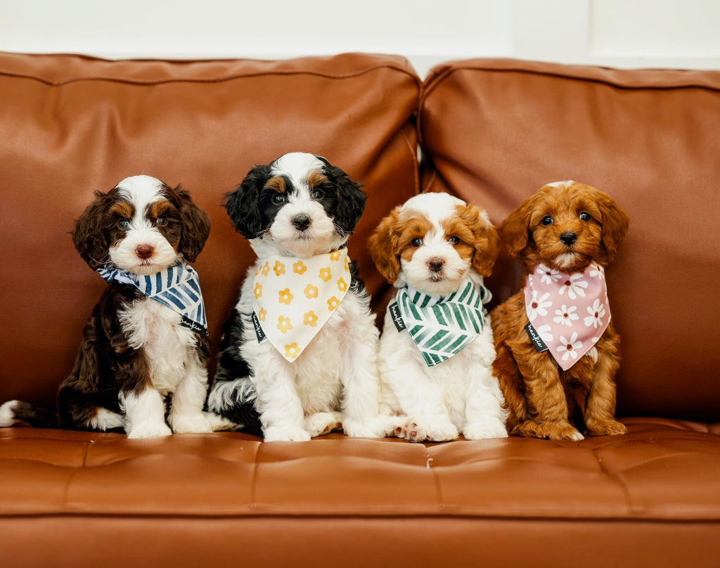 Veronica Vaughn Dog Bandana – Hankie Series