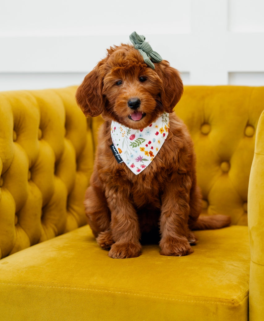 Cake By The Ocean Dog Bandana – Hankie Series