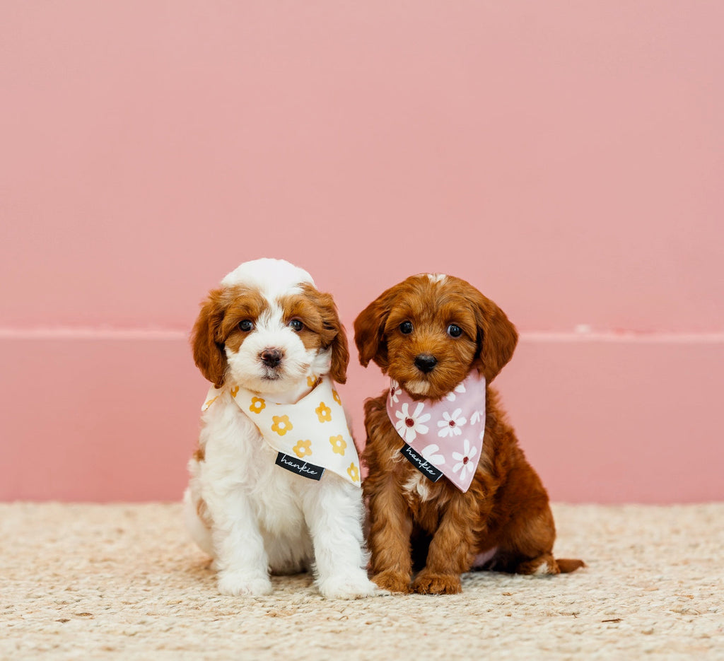 Daisy Dukes Dog Bandana – Hankie Series