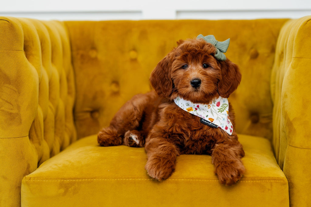 Cake By The Ocean Dog Bandana – Hankie Series