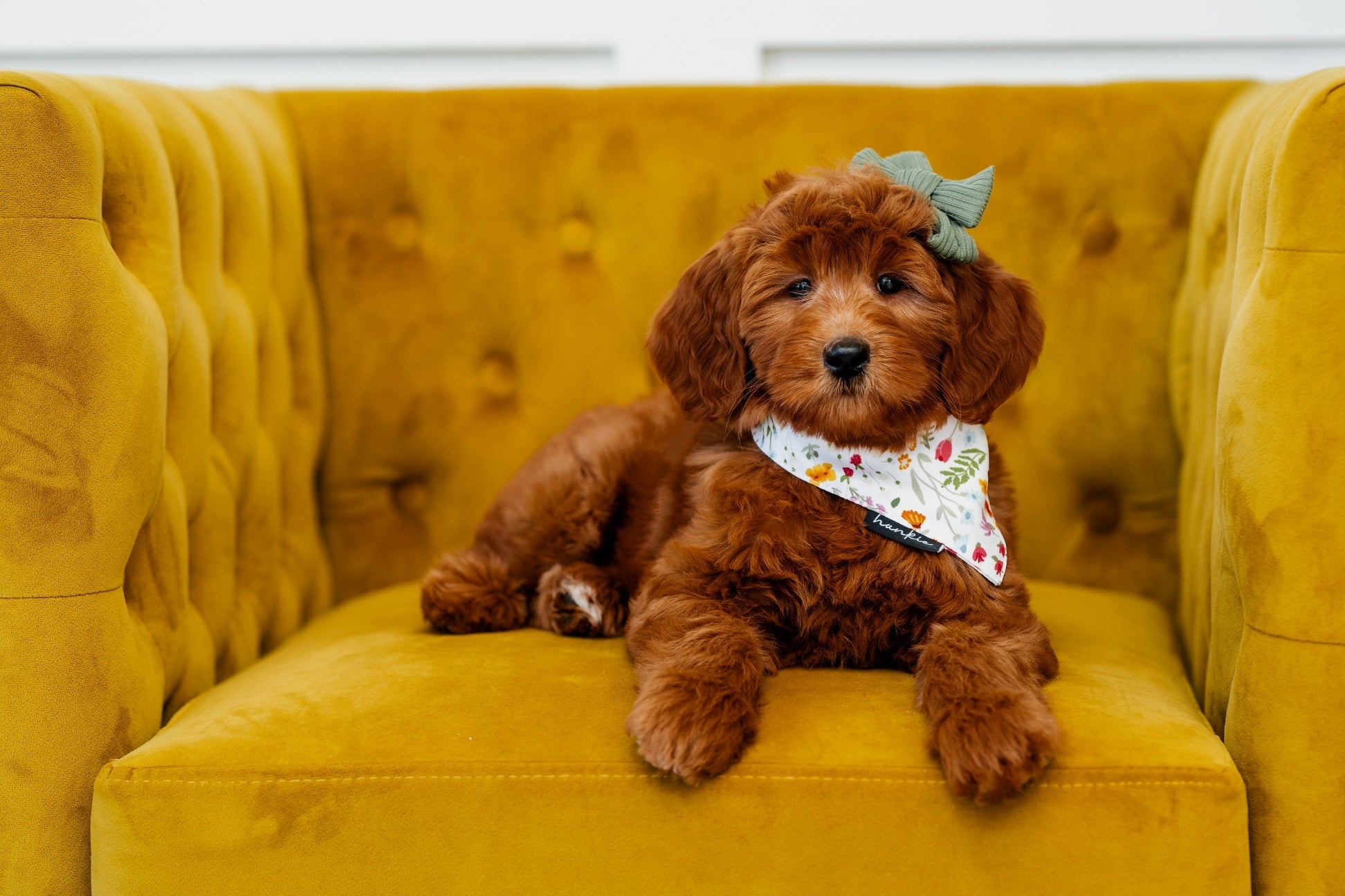 Cake By The Ocean Dog Bandana – Hankie Series