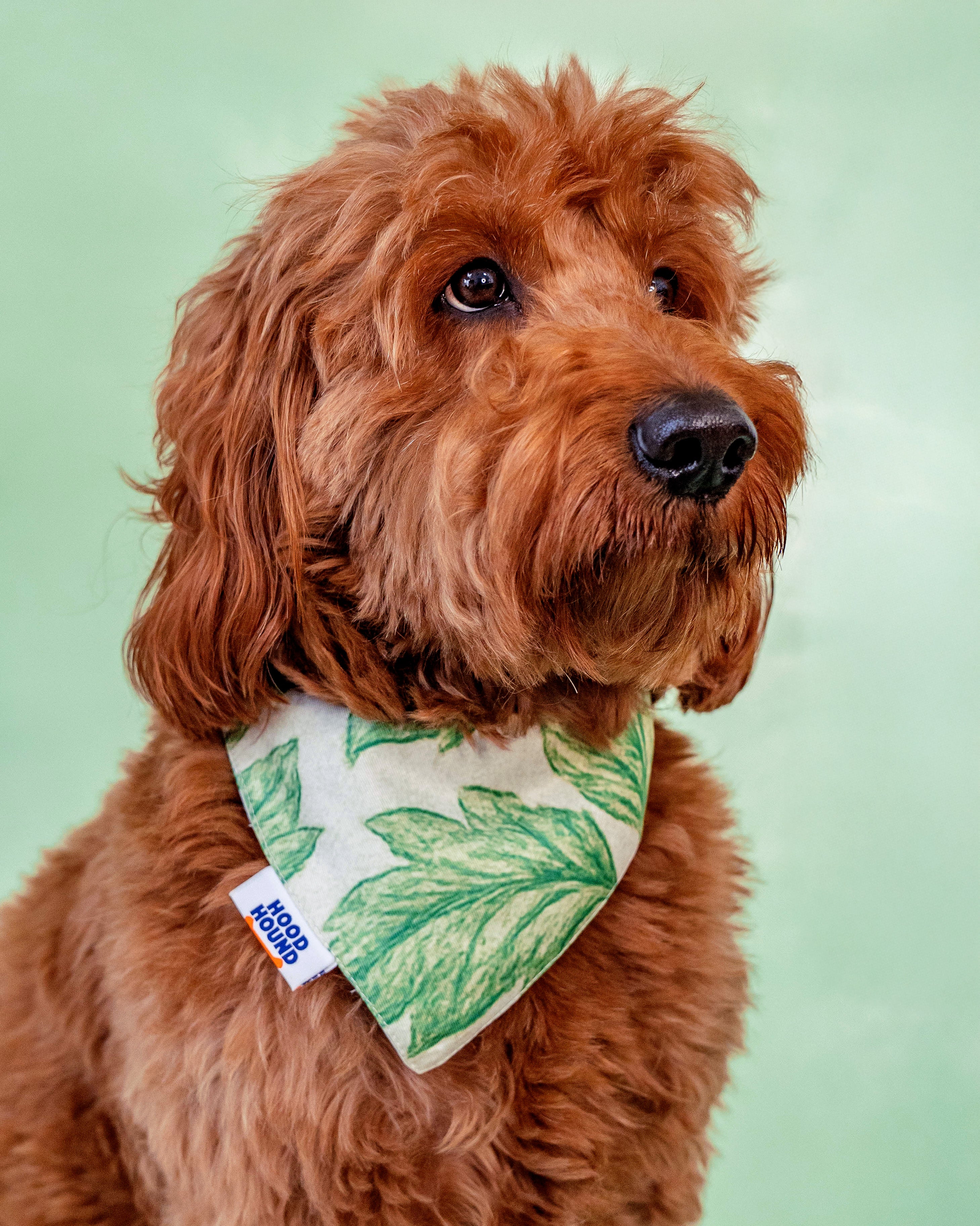 Off the Vine Dog Bandana | Lush Green Vineyard Doodle Bandana